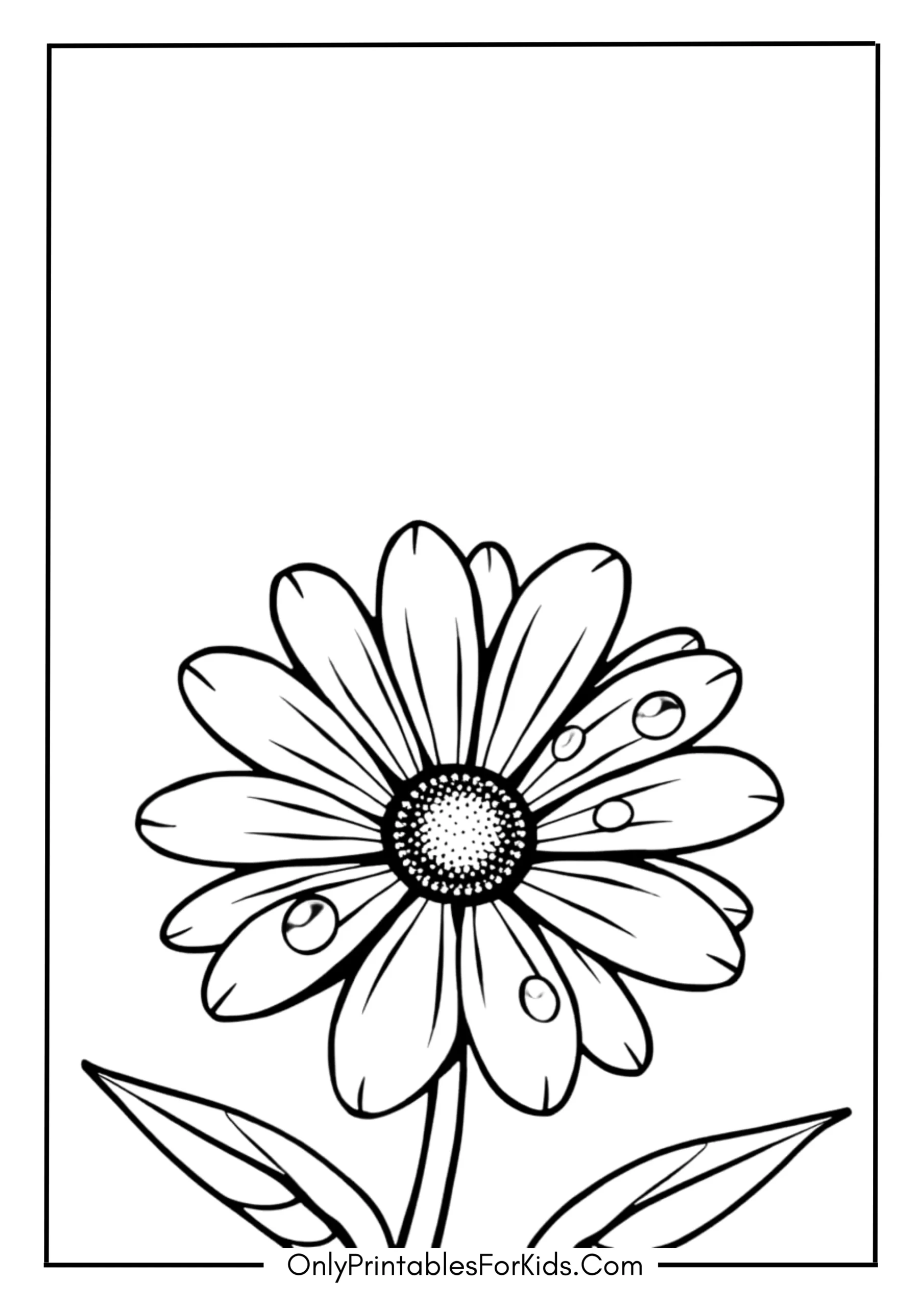 Daisy with Morning Dew Drops