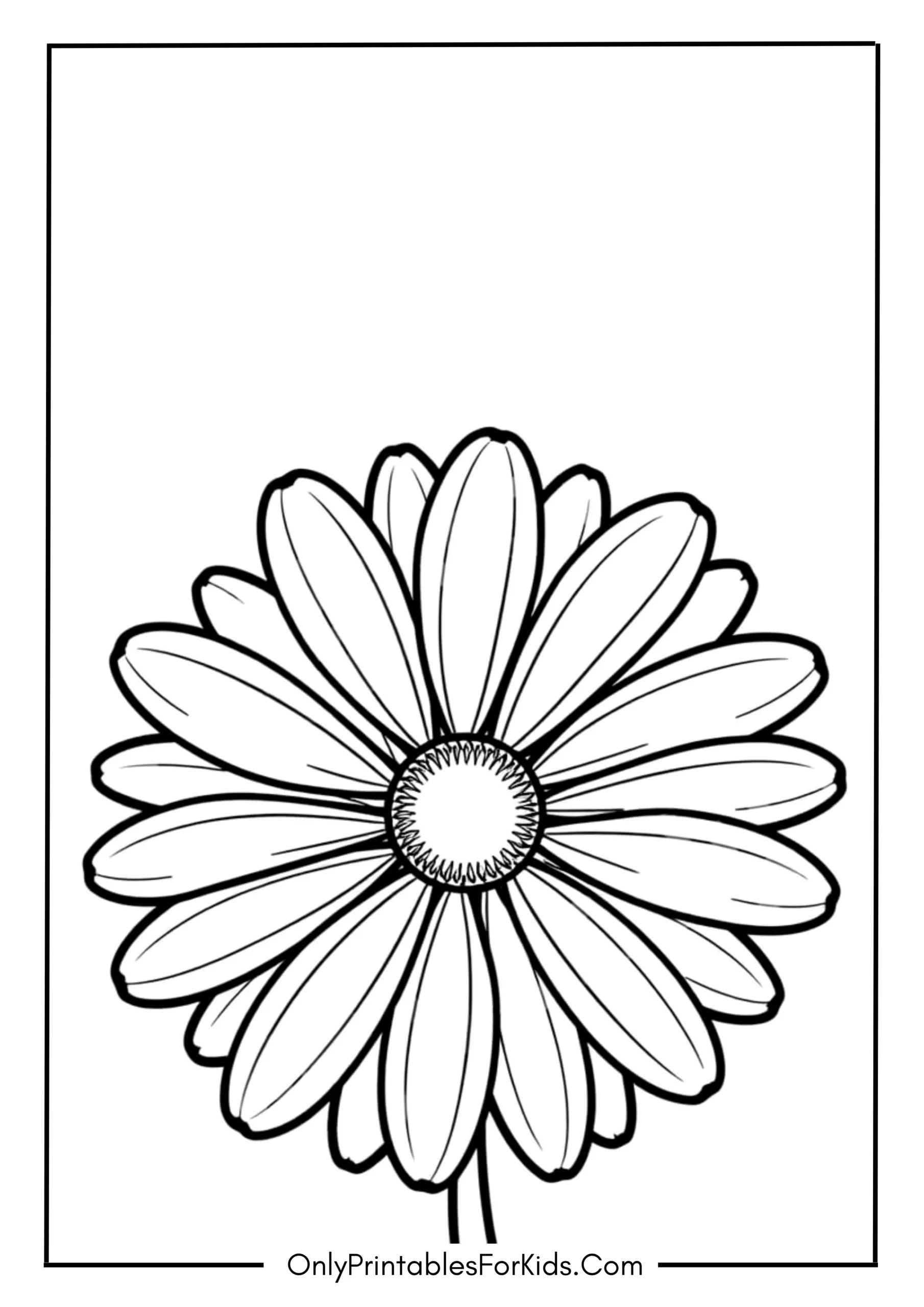 Single Daisy with Big Petals