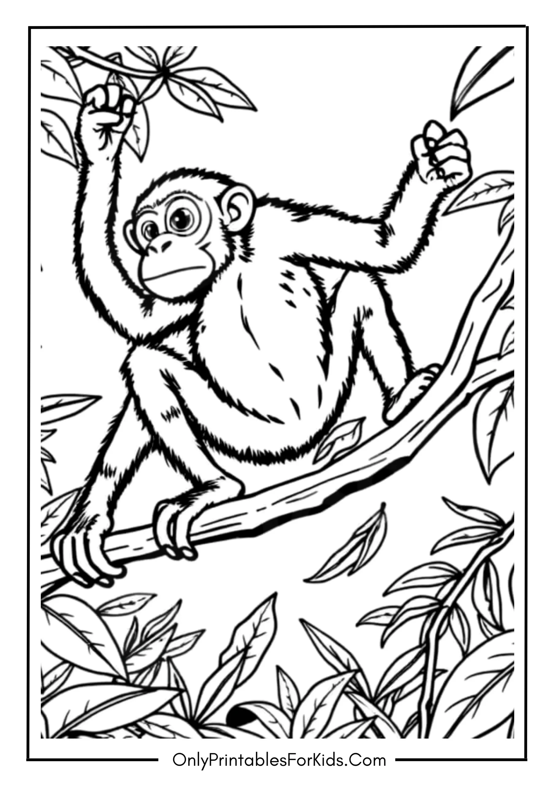 Spider Monkey Balancing on a Vine