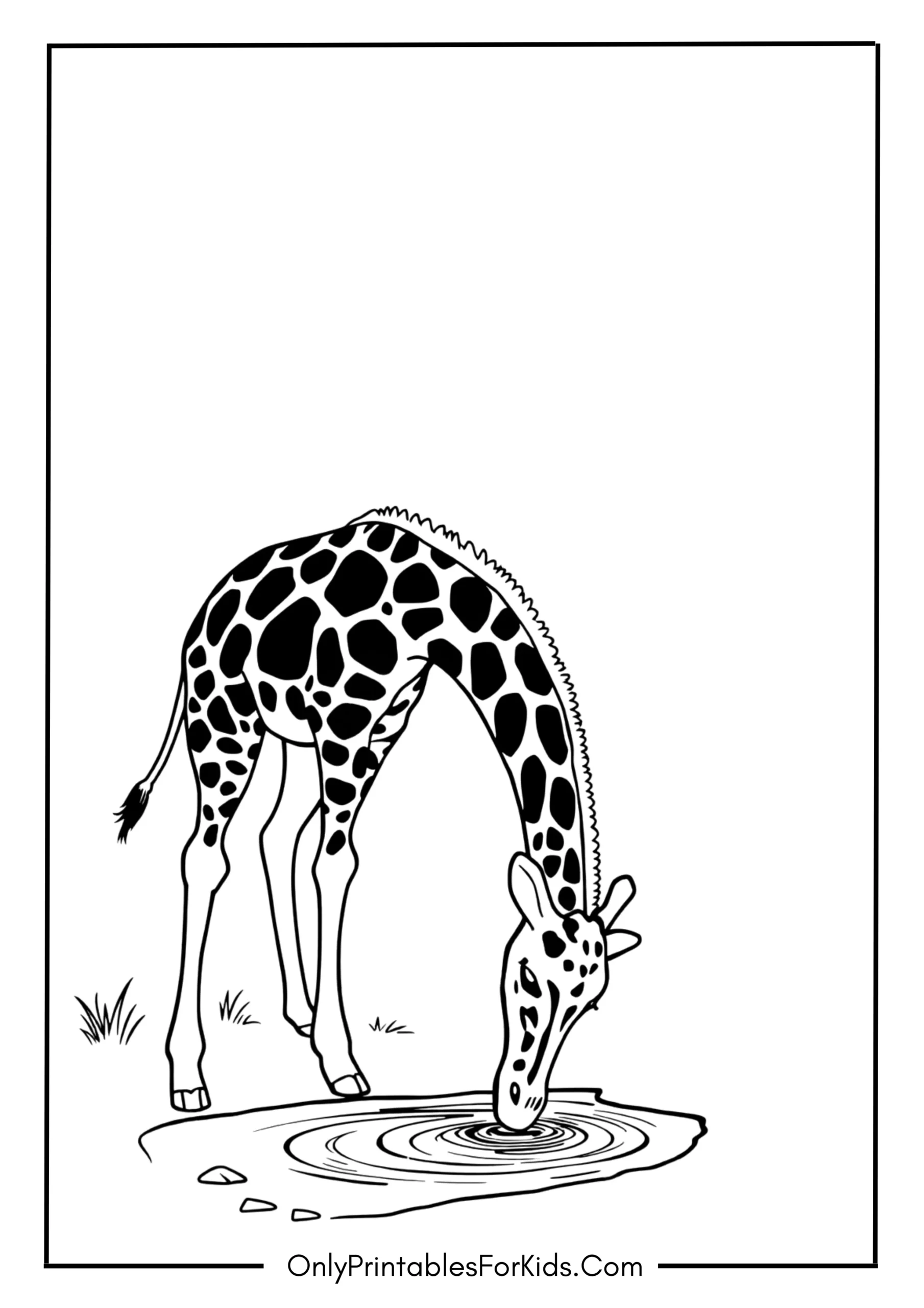 Giraffe Drinking Water From a Stream