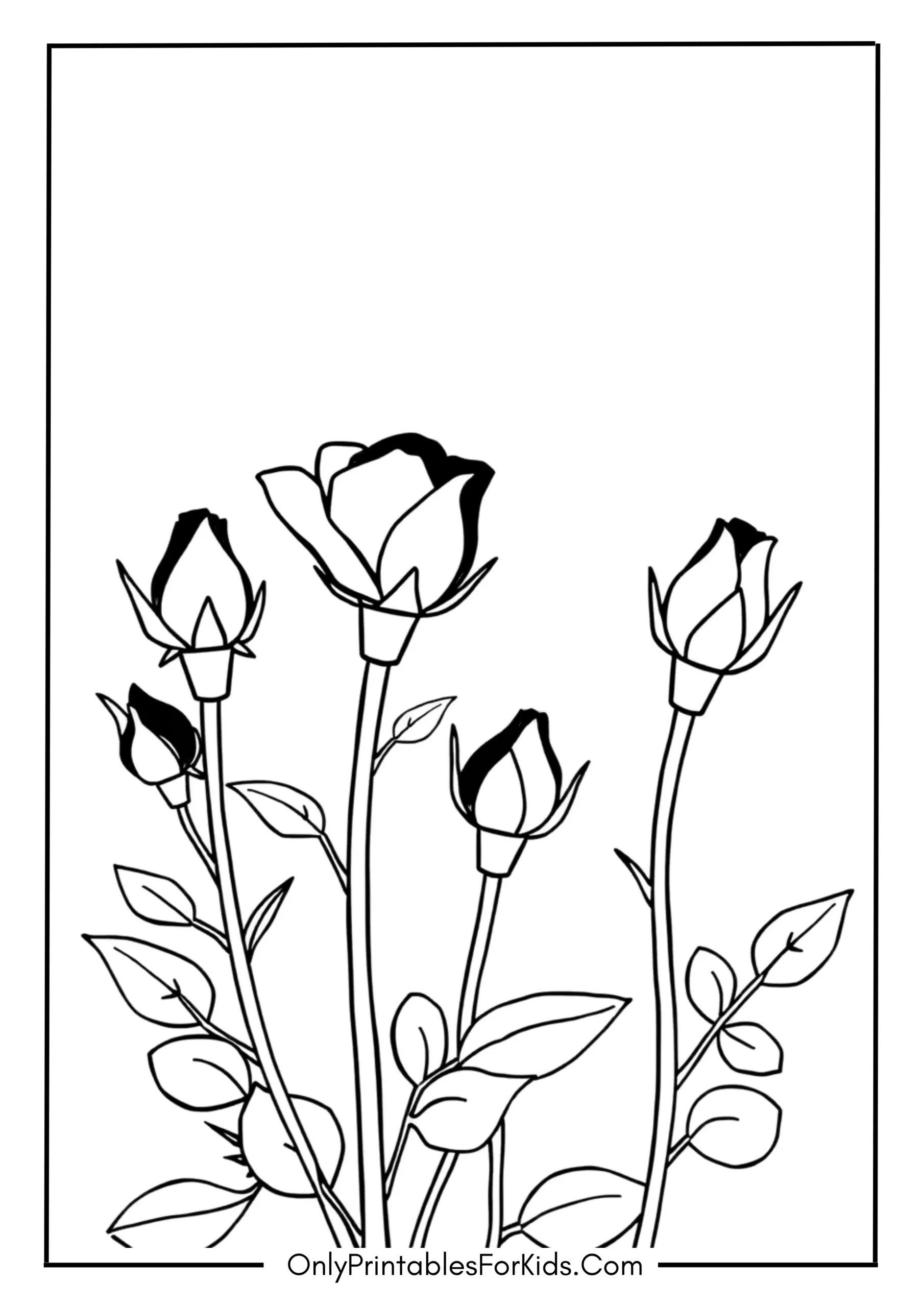 Rosebuds Ready to Blossom