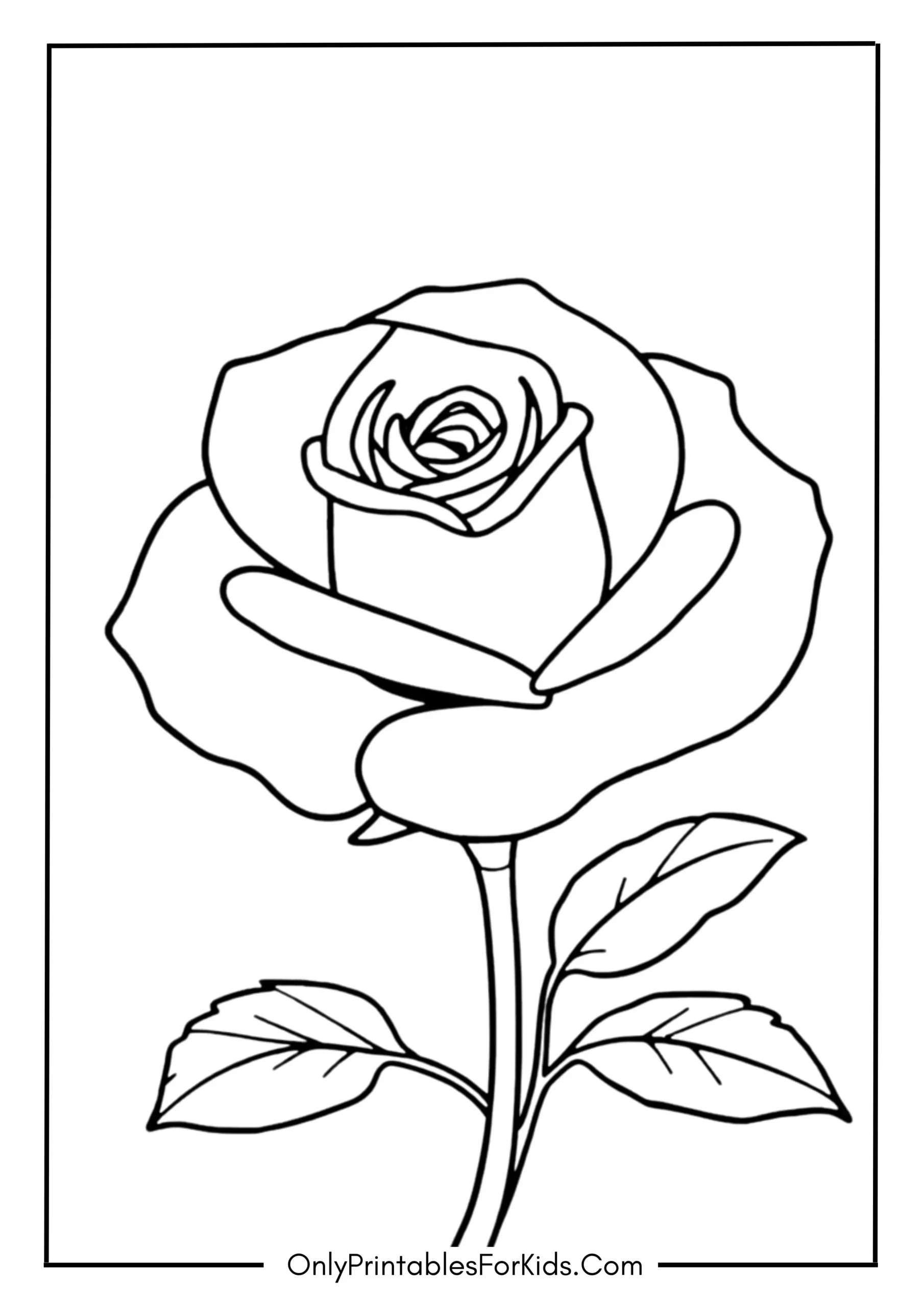 Sunset Colors Reflected in a Rose