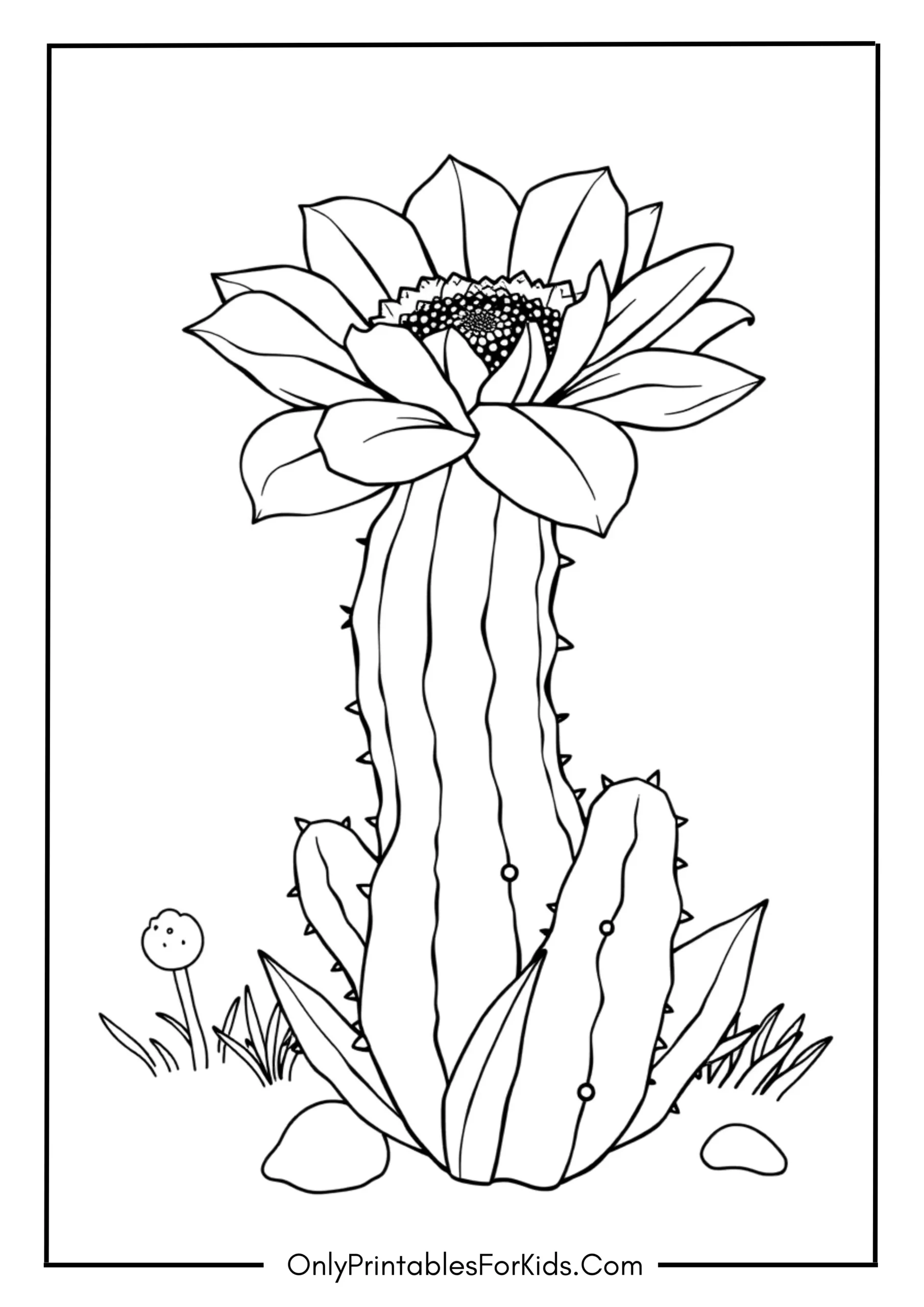Cactus Flower Bloom