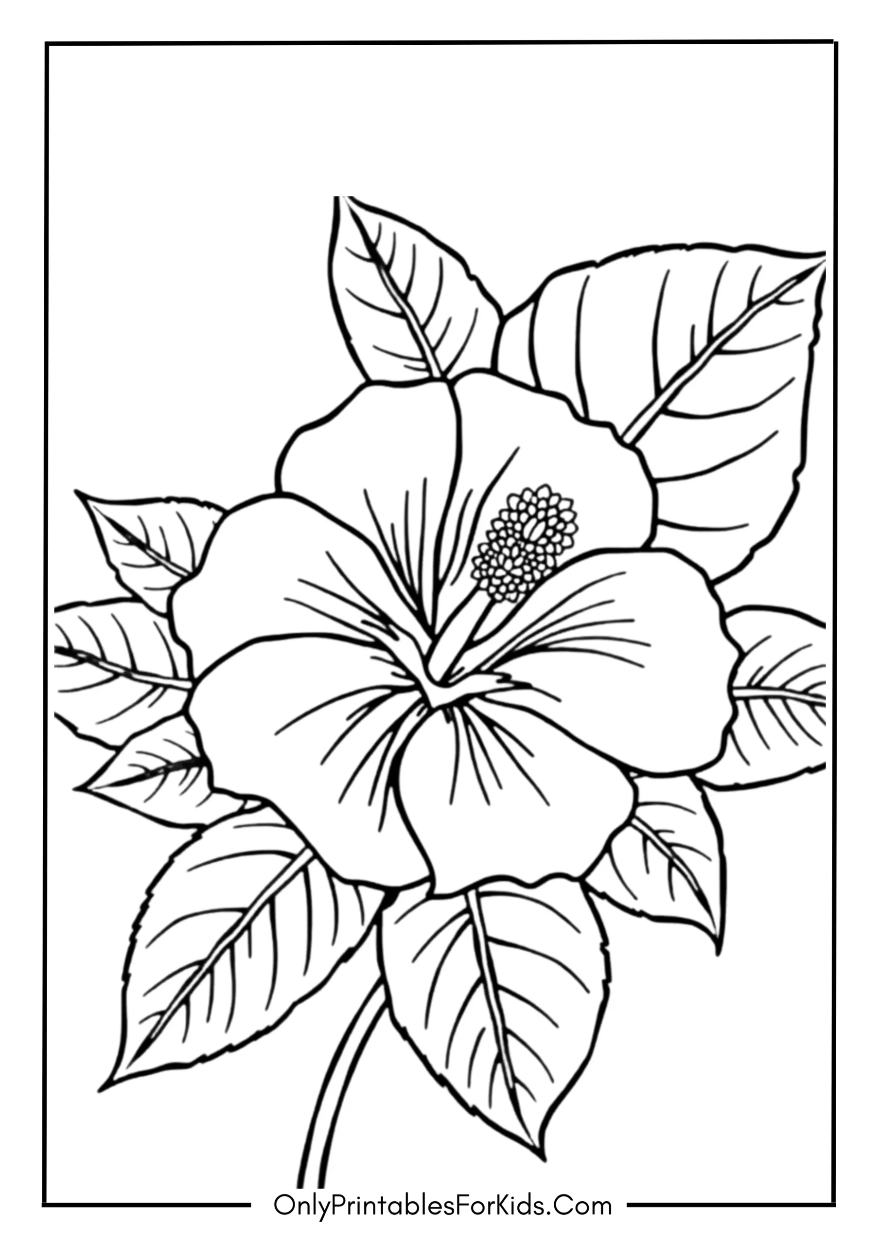 Hibiscus Tropical Flower