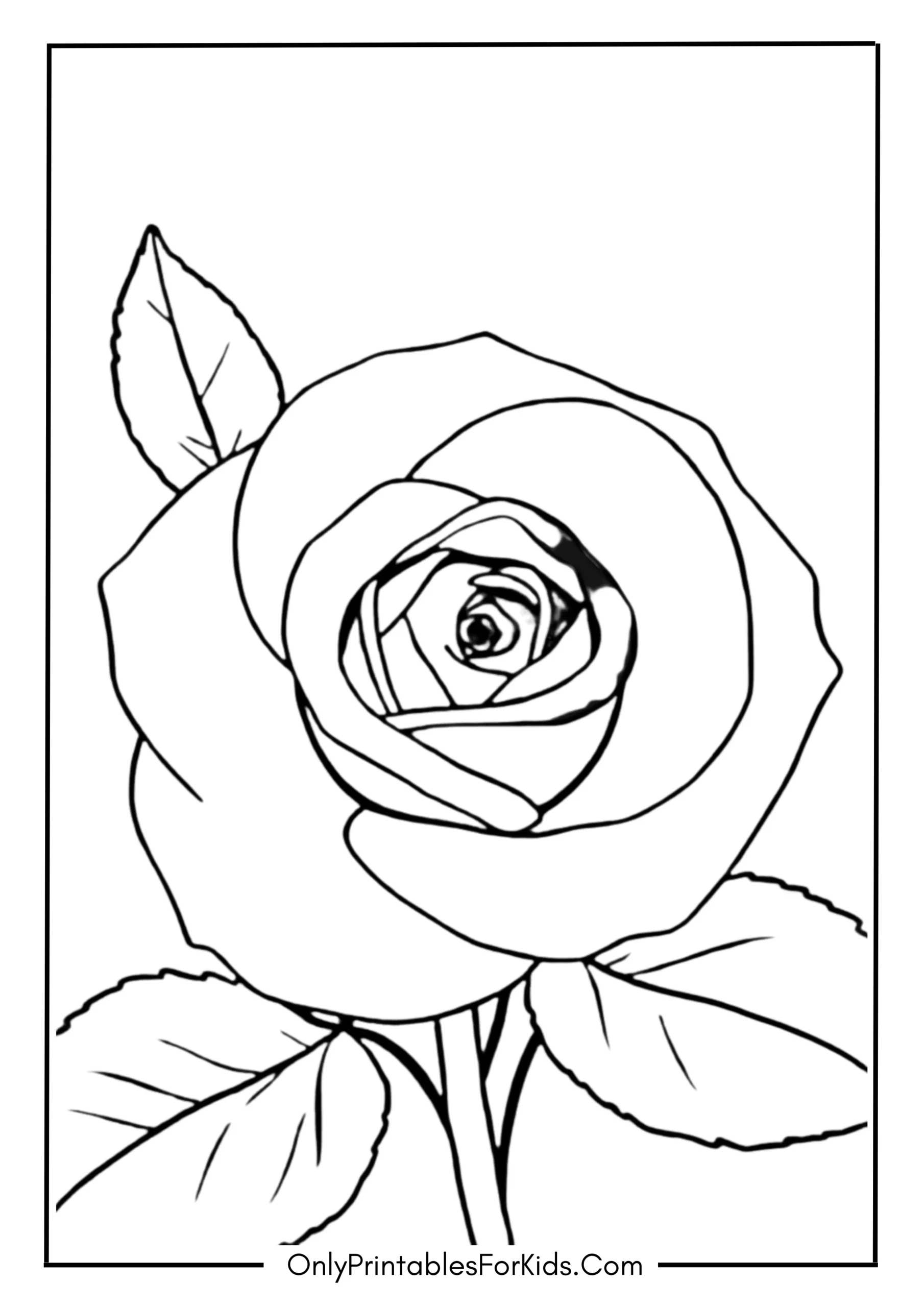 Single Rose Close-Up