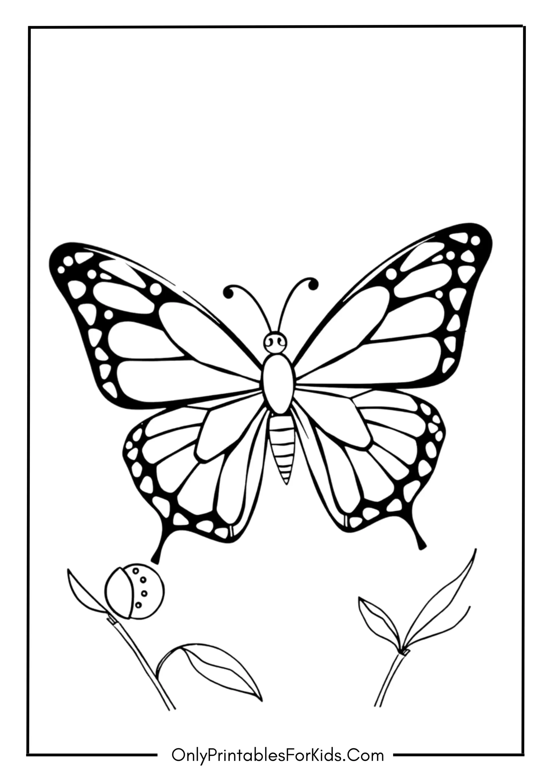 Butterfly Life Cycle Page