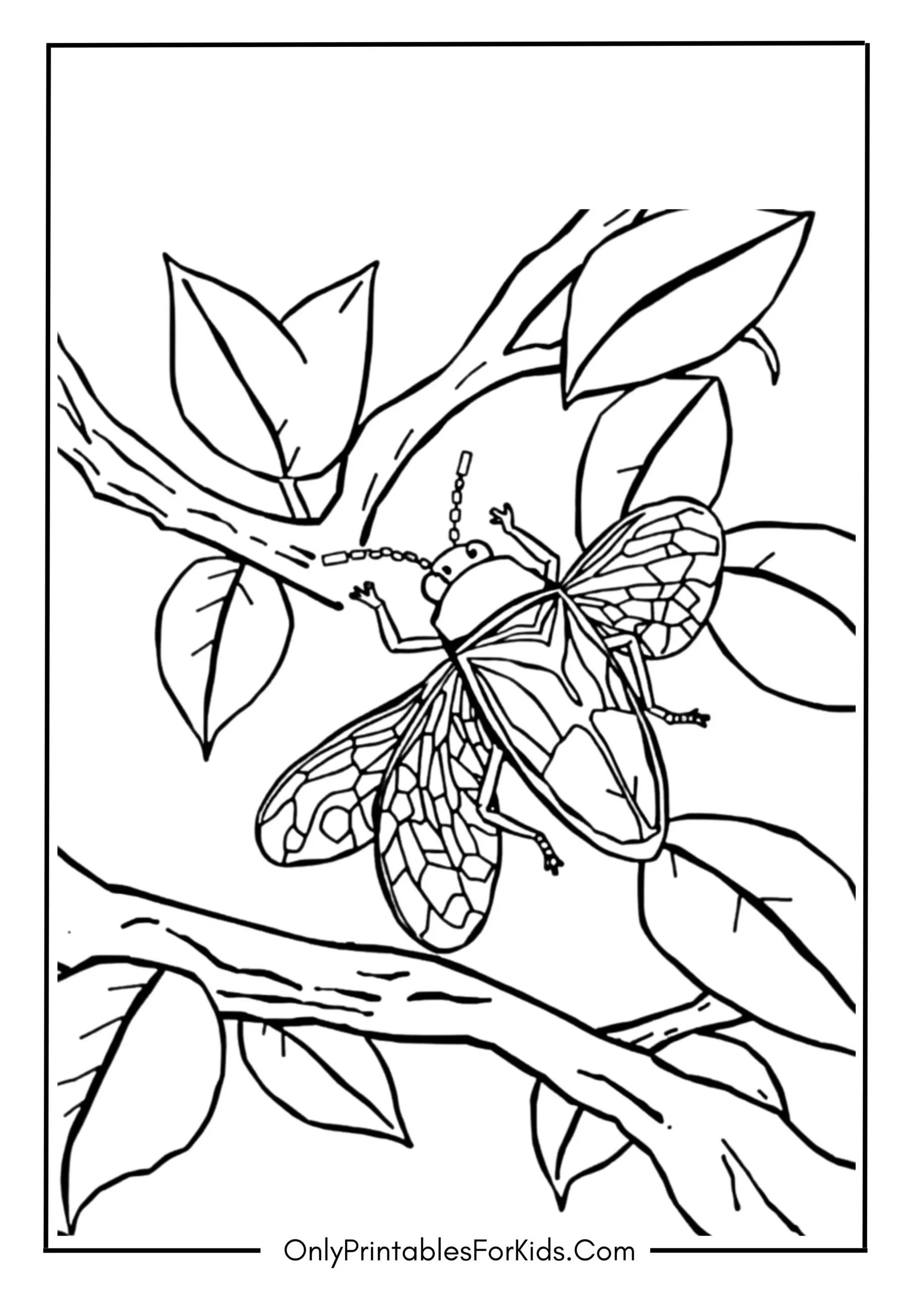 Cicada Coloring Page