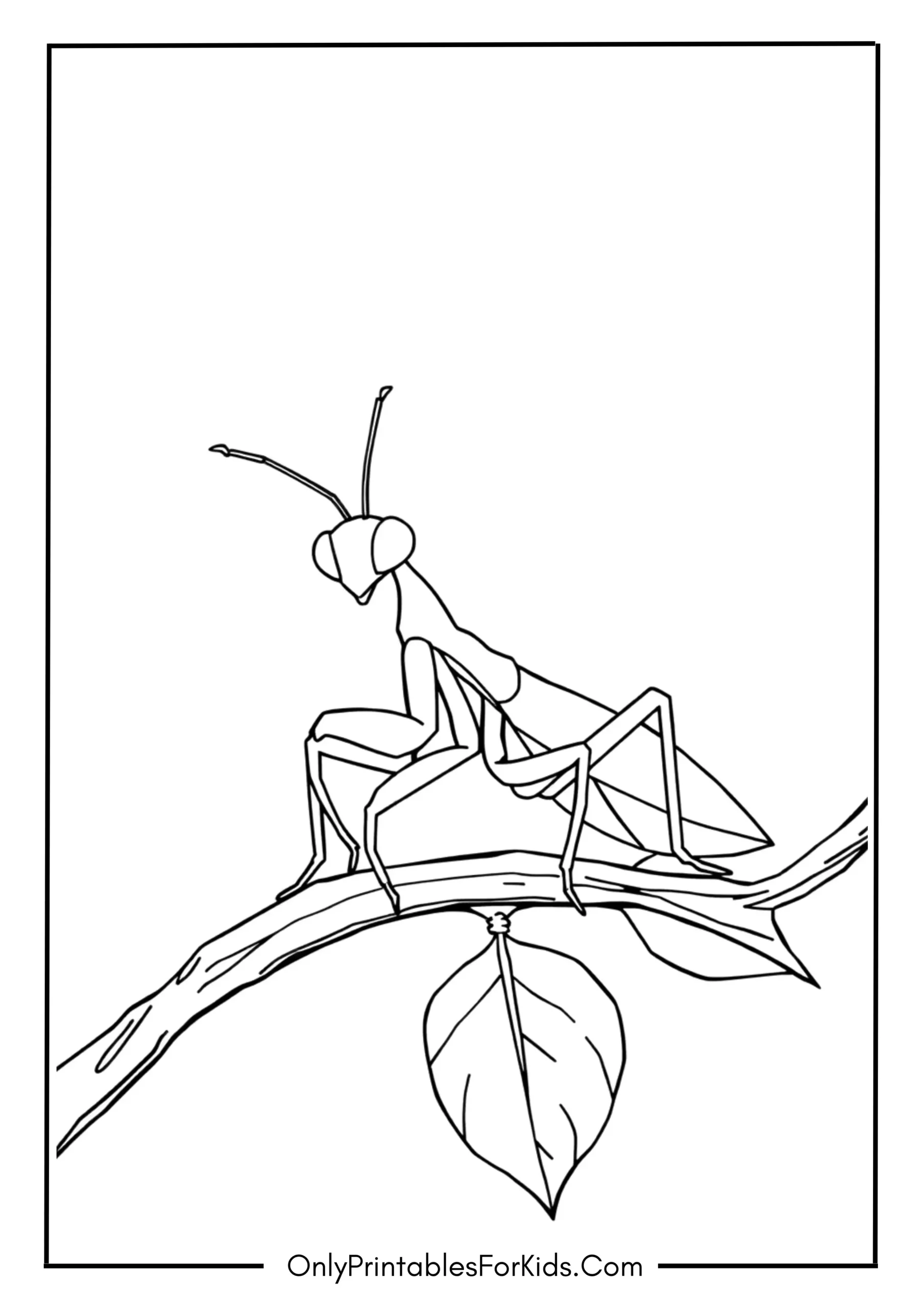 Praying Mantis Coloring Page
