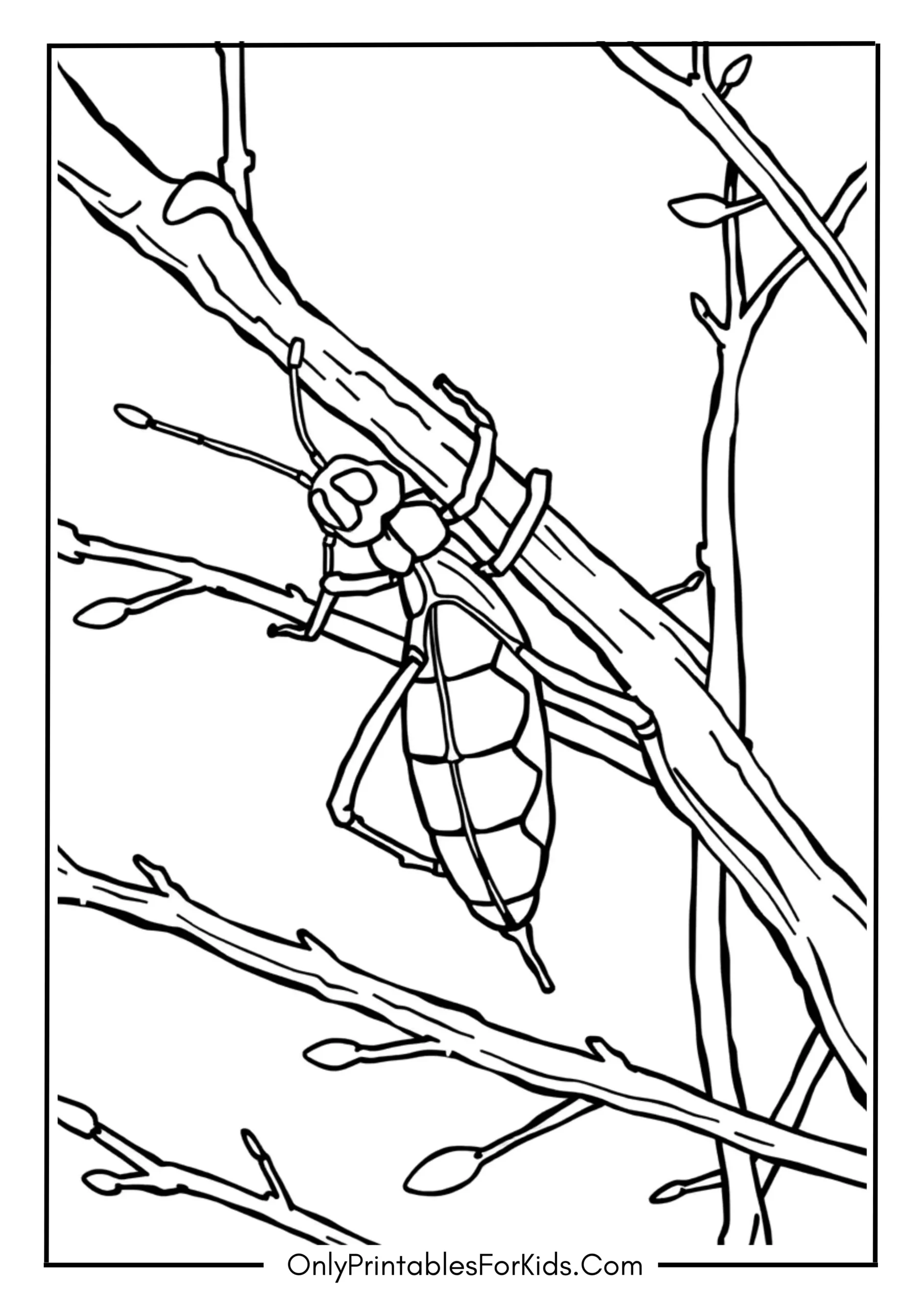 Stick Insect Coloring Page